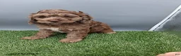 Cockapoo dogs for sale: Andover - Ad 6