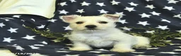West Highland Terrier dogs for sale: Leo  - Ad 3