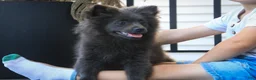 Pomeranian dogs for sale: Bluey Pomeranian  - Ad 4