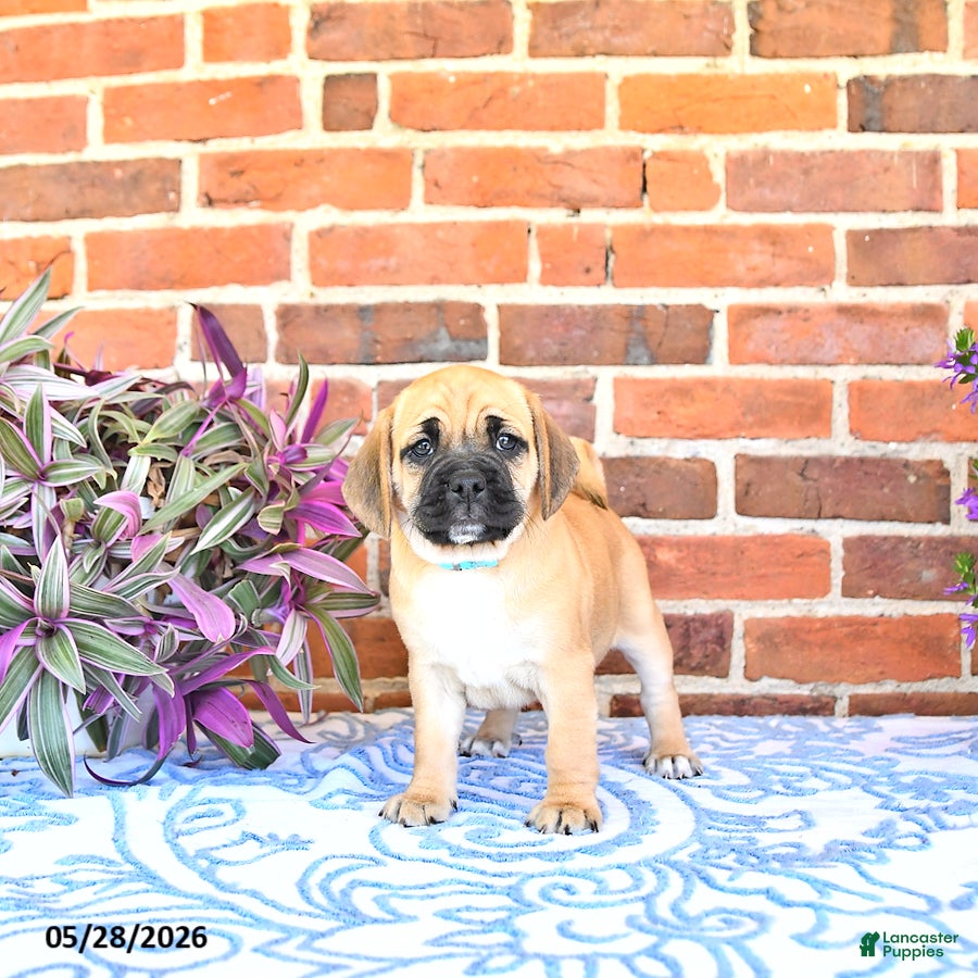 Puggle dogs Rosia - Ad 2