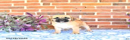 Puggle dogs for sale: Rosia - Ad 2