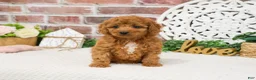 Cavapoo dogs for sale: Matilda  - Ad 5
