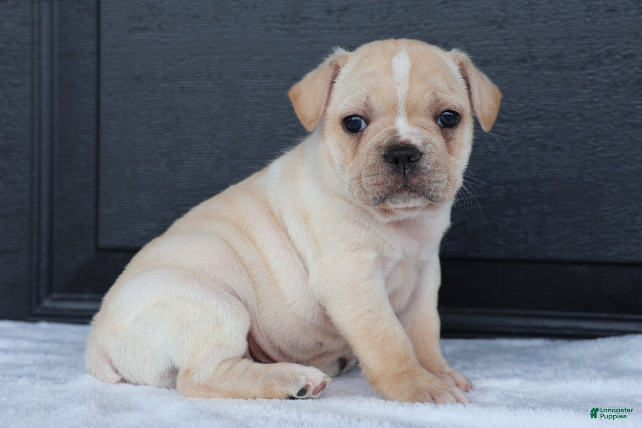 French Bulldog dogs for sale: Ralph - Ad 1