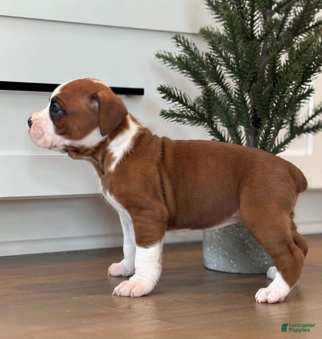 Boxer dogs for sale: Noel - Ad 1