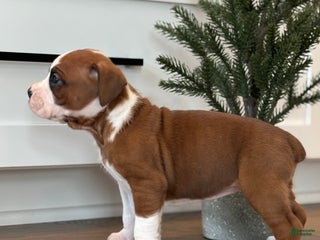 Boxer dogs Noel - Ad 29