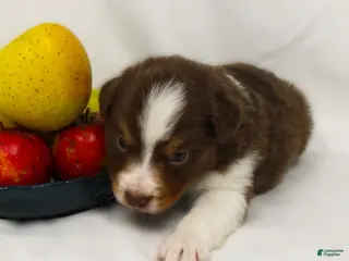 Australian Shepherd dogs for sale: Pippin - Ad 3