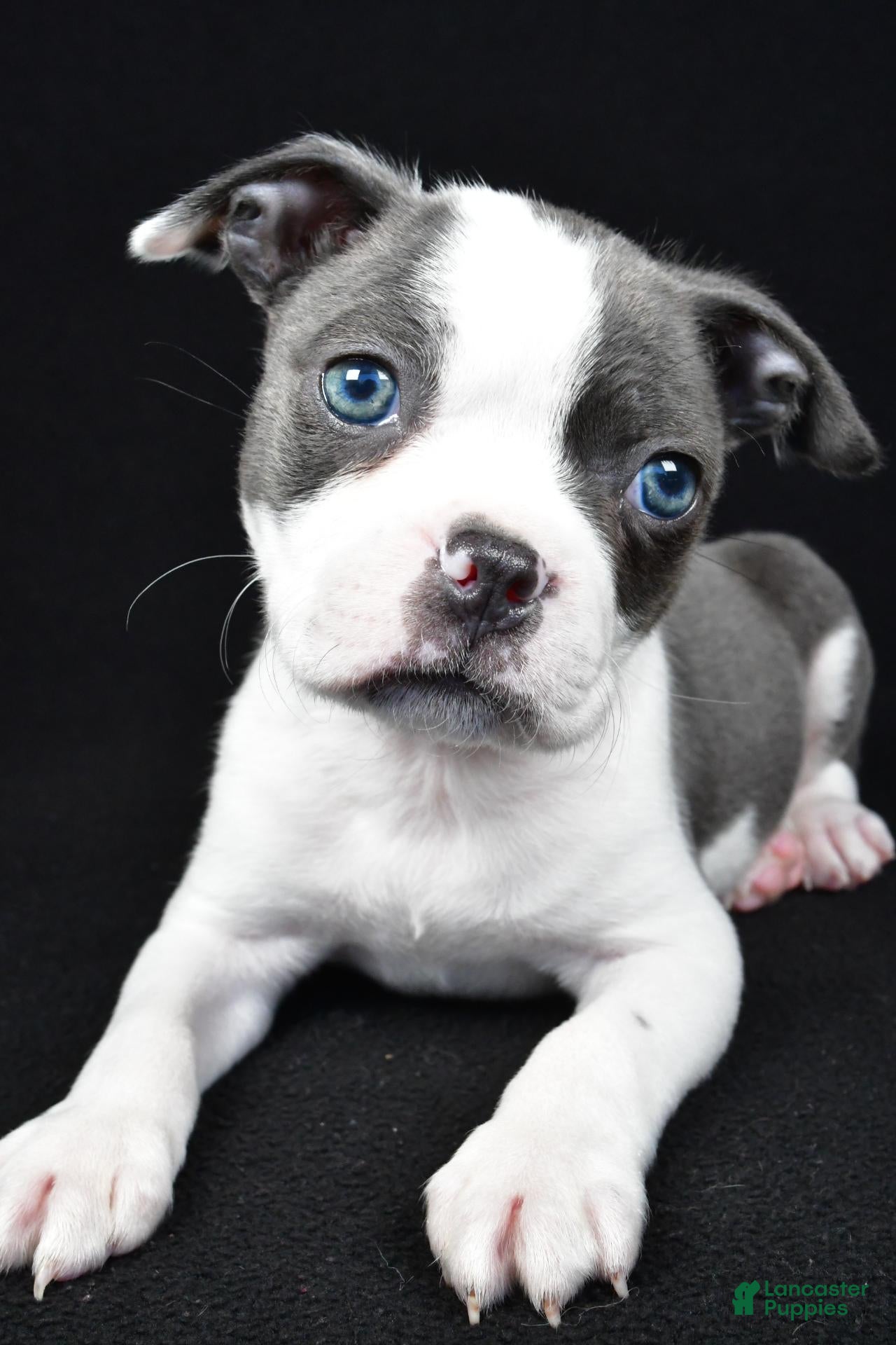 Boston Terrier dogs Callie - Ad 2