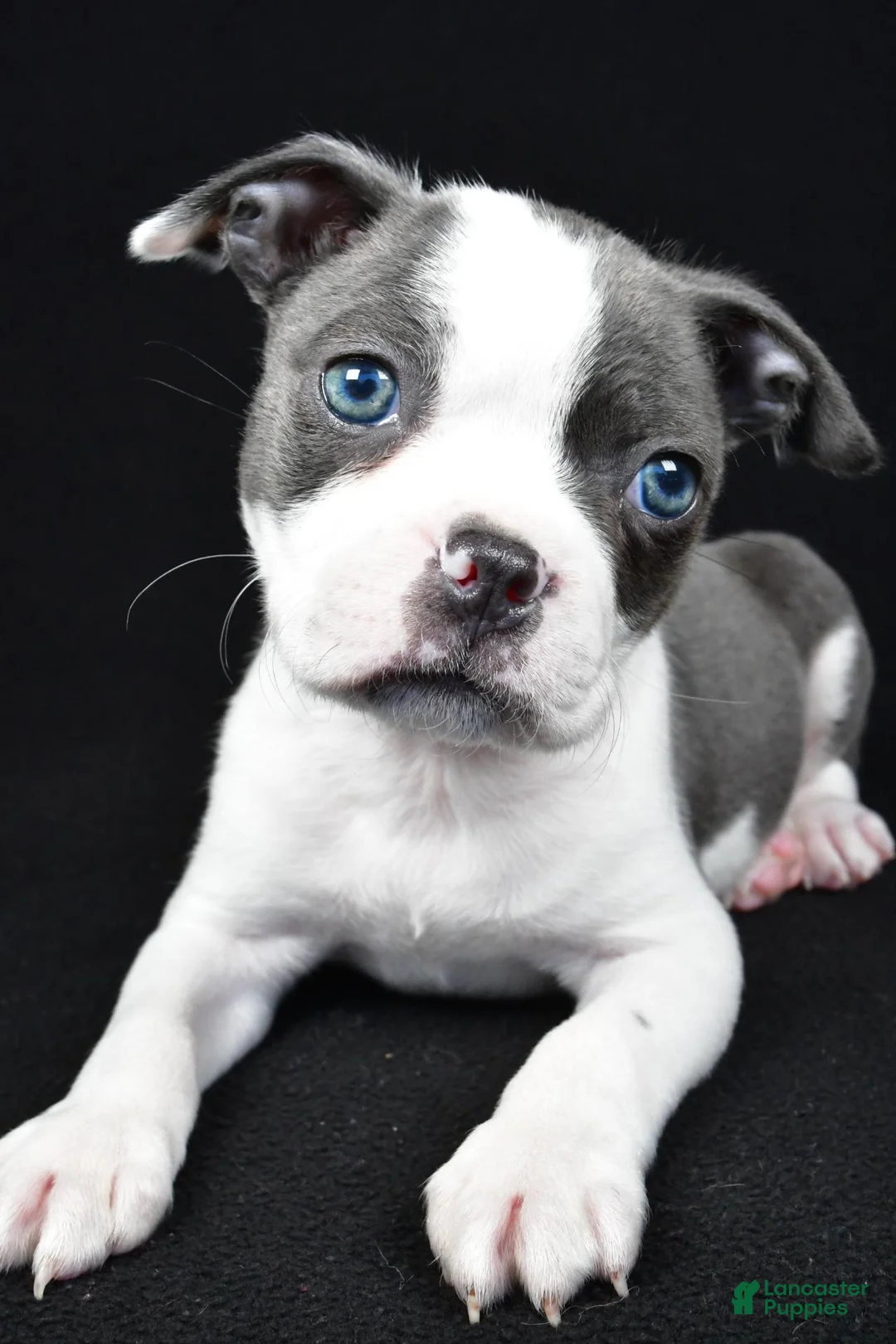 Boston Terrier dogs for sale: Callie - Ad 2