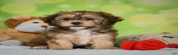 Cavachon dogs for sale: Jackson - Ad 18