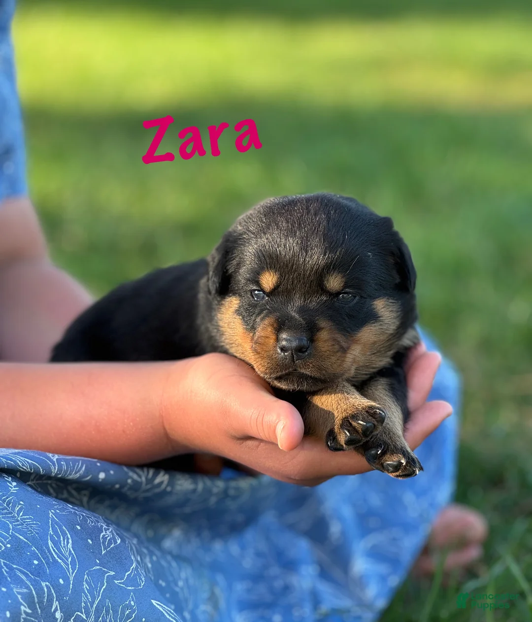 Rottweiler dogs for sale: Zara w LONG TAIL  - Ad 2
