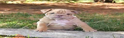 English Bulldog dogs for sale: Fern - Ad 3