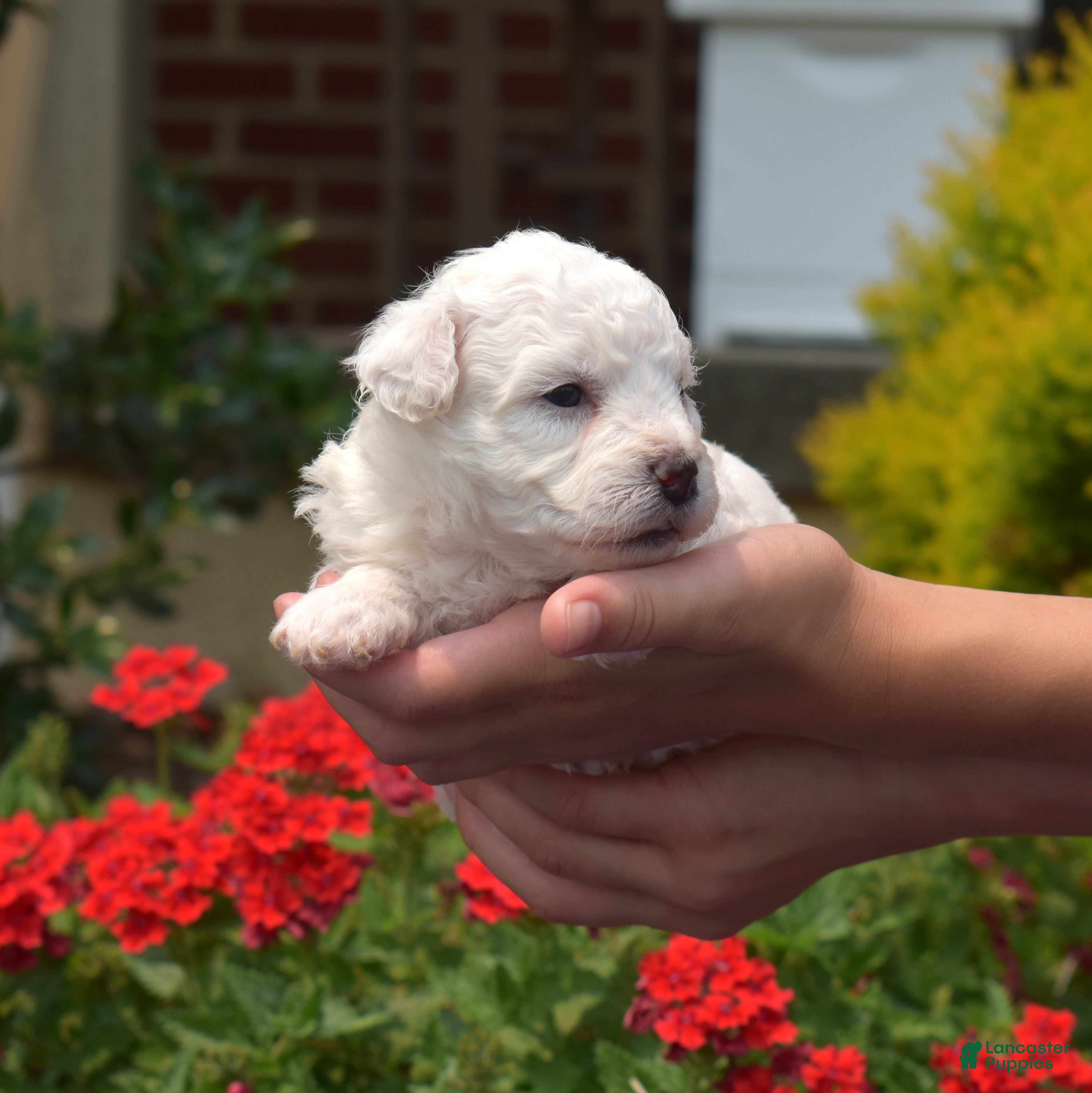 Bichon Frise dogs North - Ad 2