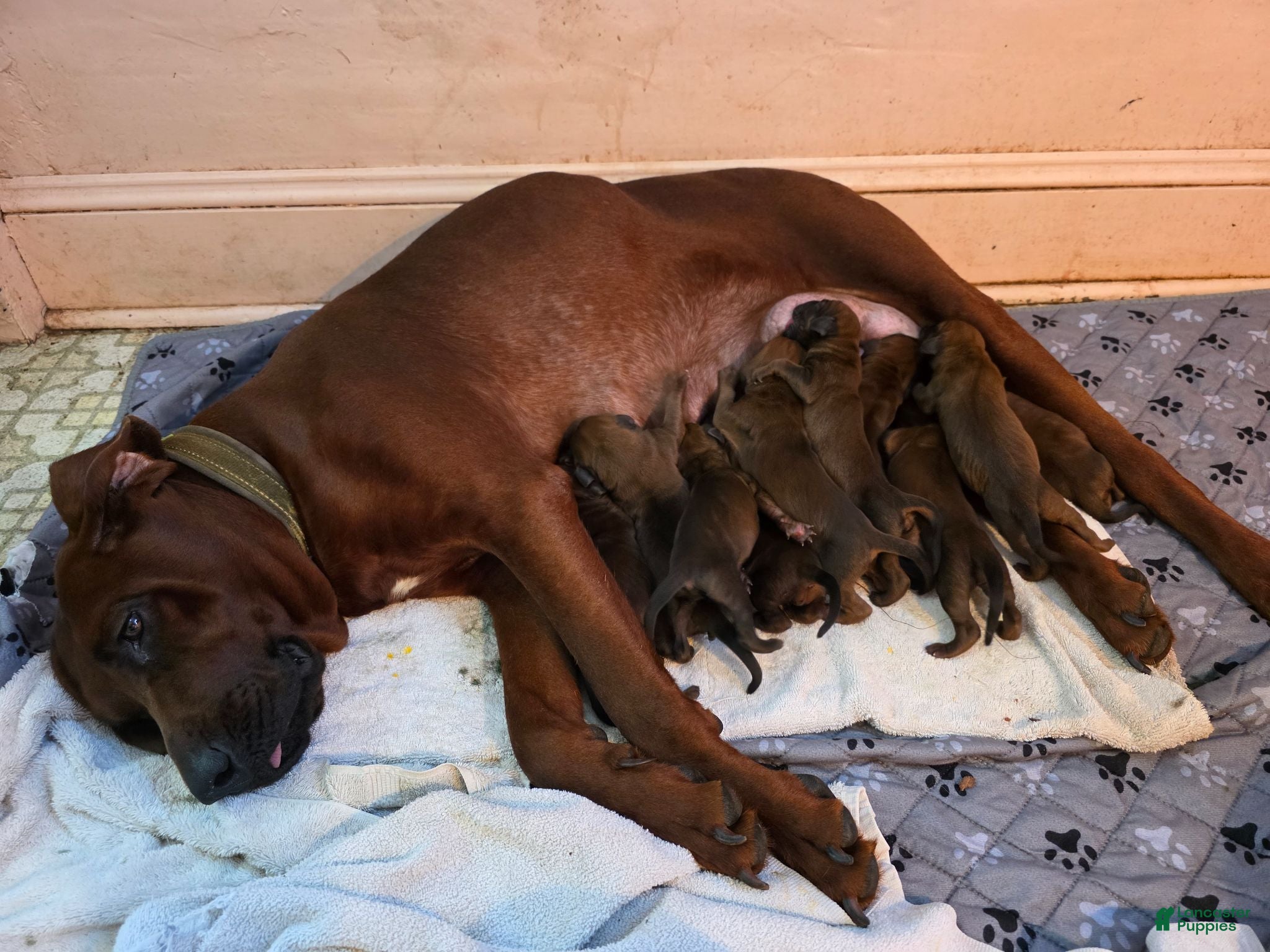 Redbone Coonhound dogs Redbone Coonhound 9 - Ad 10