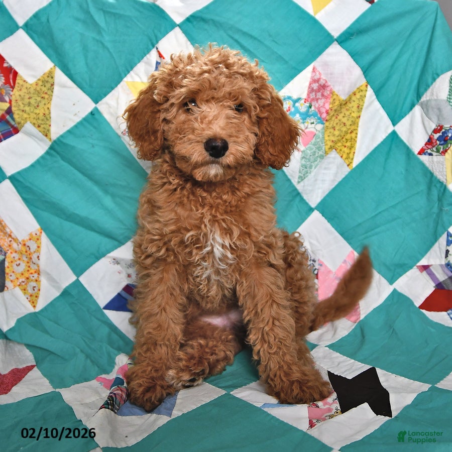 Goldendoodle dogs Mindy - Ad 1