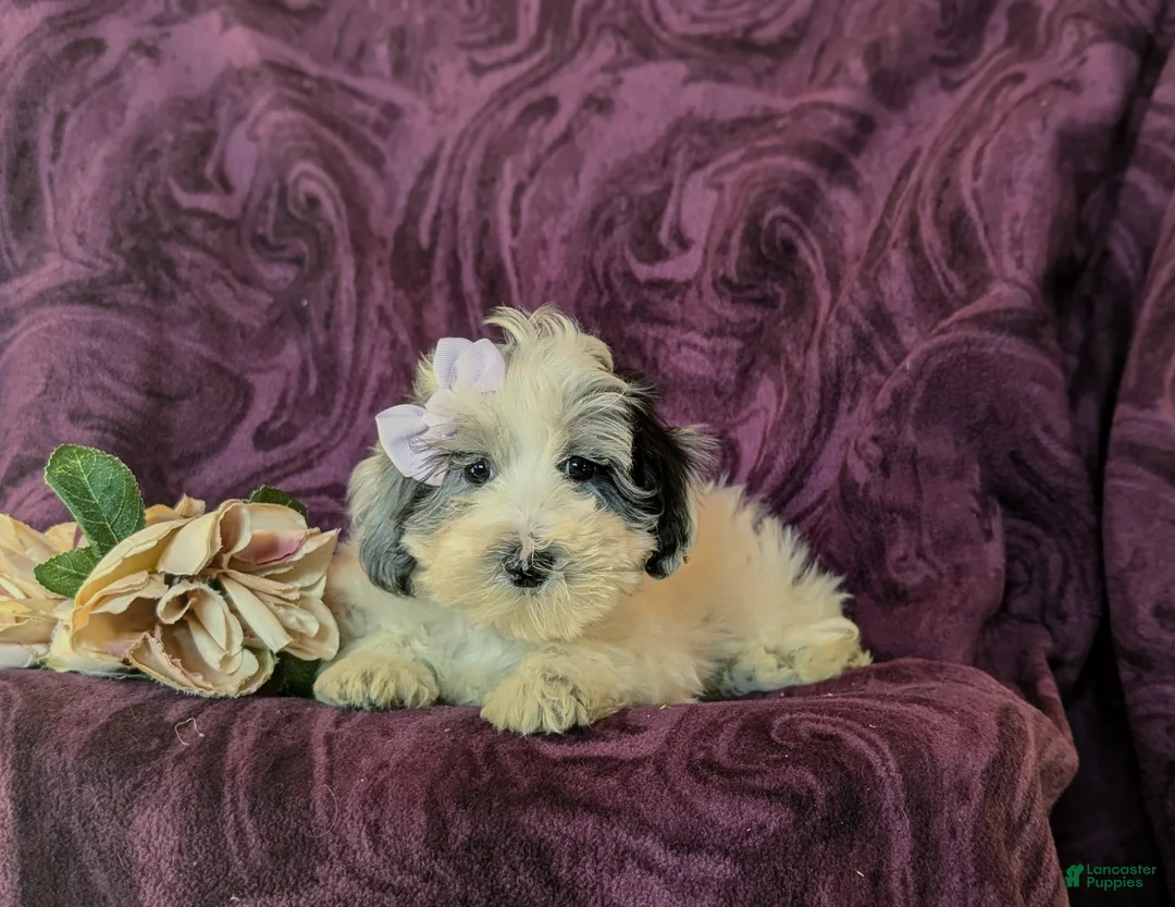 Maltipoo dogs for sale: Devanie - Ad 6