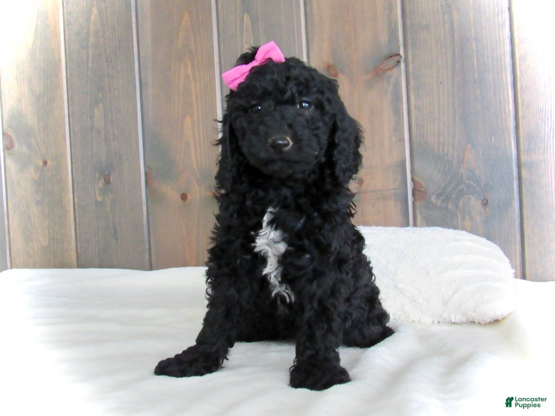 Mini Goldendoodle dogs for sale: Bella - Ad 21
