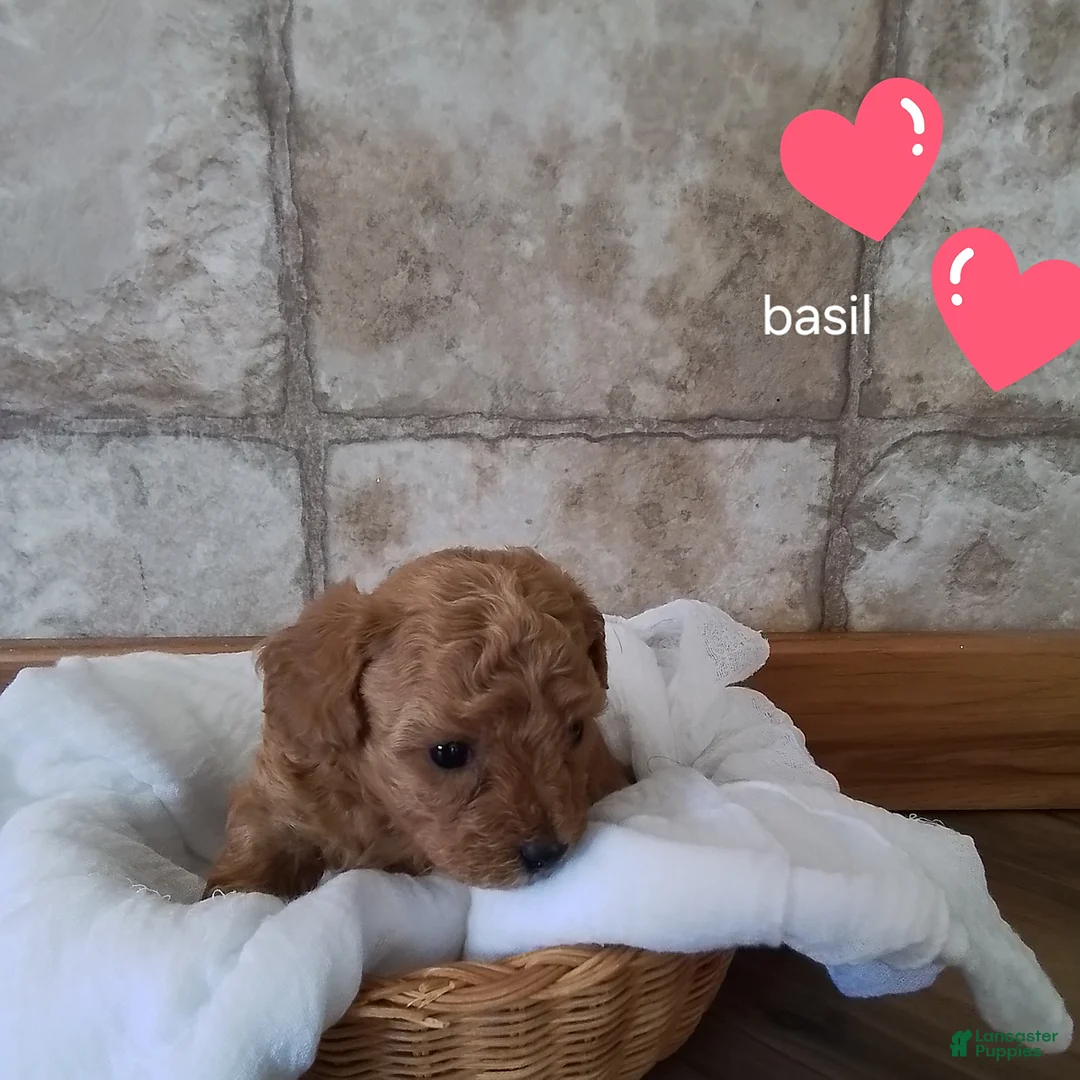 Toy Poodle dogs for sale: Basil - House Raised - Ad 3