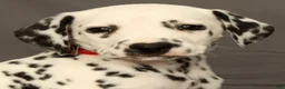 Dalmatian dogs for sale: Missy - Ad 9