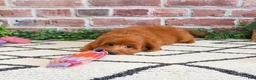 Cavapoo dogs for sale: Noelle  - Ad 3