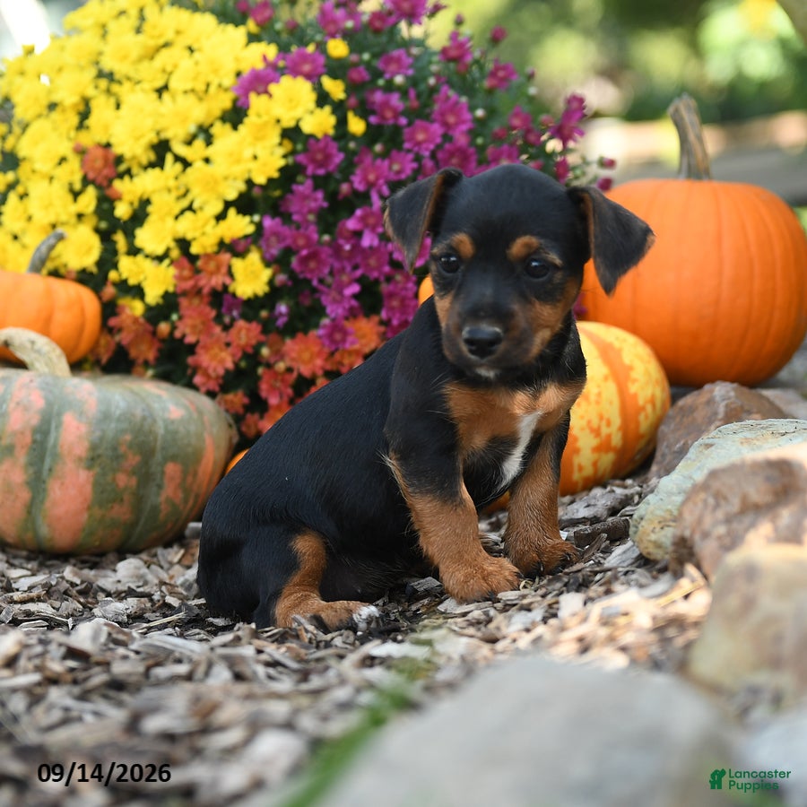Mixed Breed dogs Betrice - Ad 2