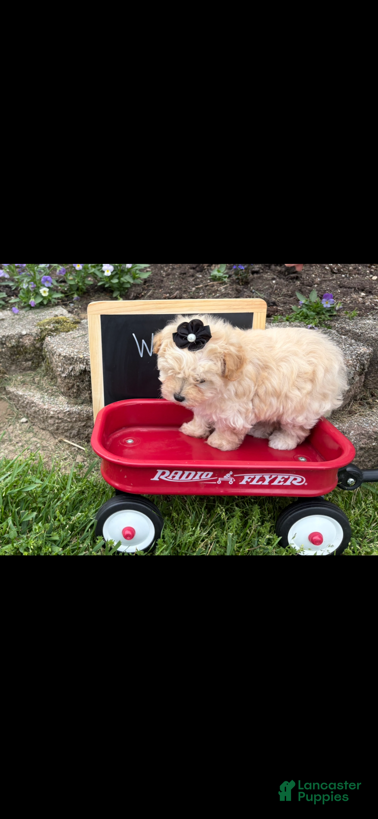 Maltipoo dogs Winston - Ad 2