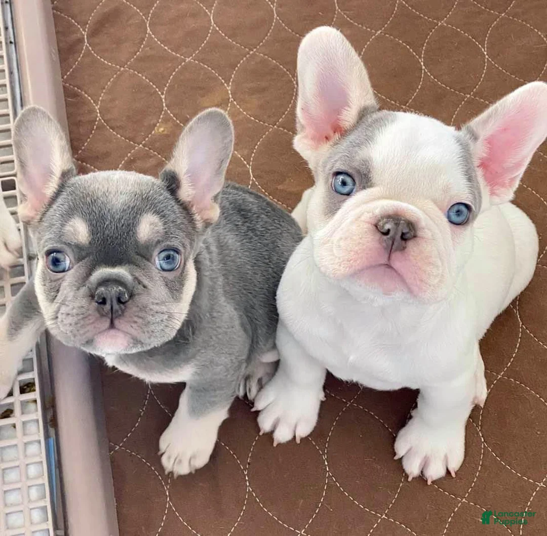 French Bulldog dogs for sale: Paris Our Lilac Tan Pied Girl 💕 - Ad 1