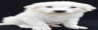 Marvin