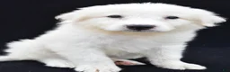 Great Pyrenees dogs for sale: Marvin - Ad 1