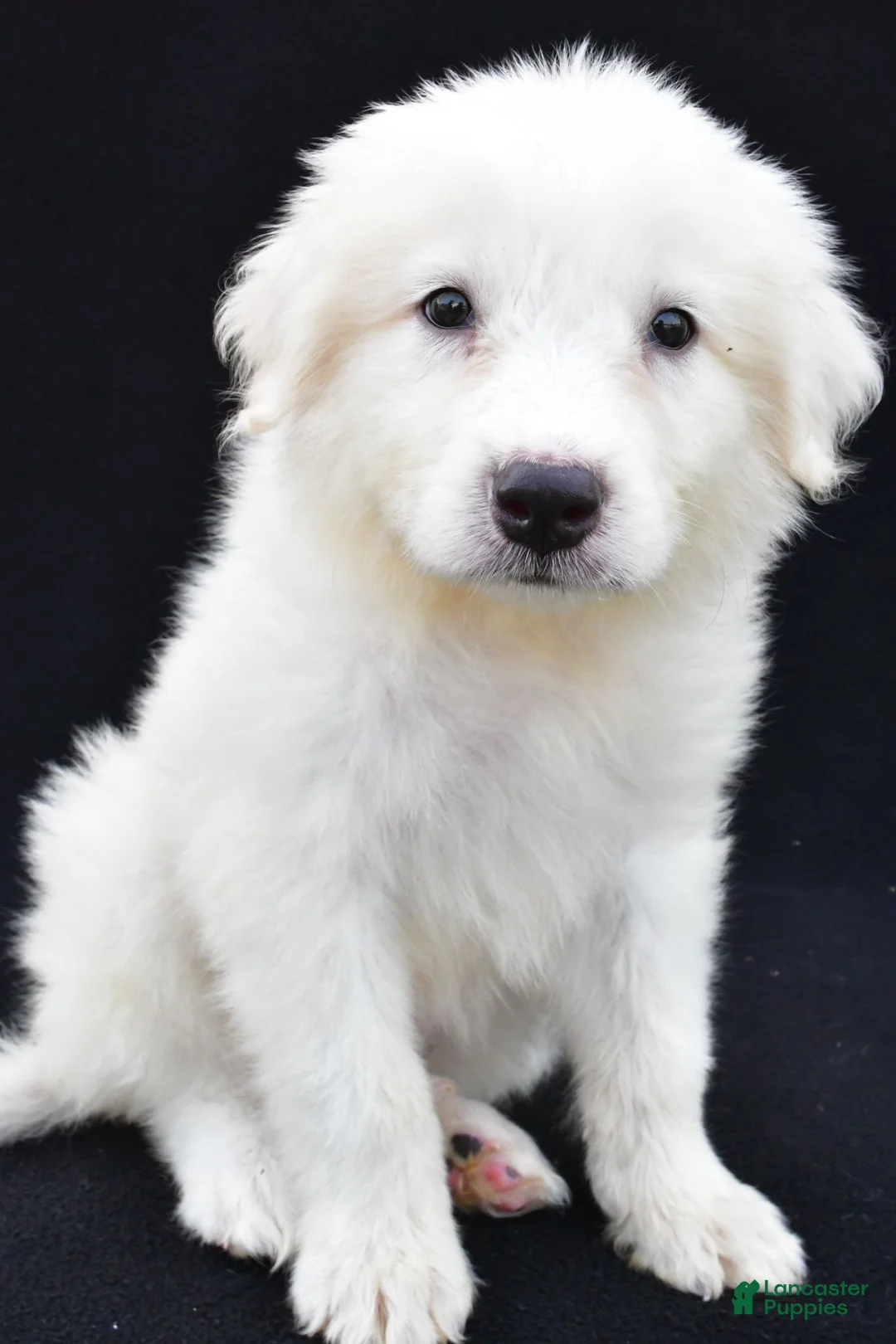 Great Pyrenees dogs for sale: Marvin - Ad 1