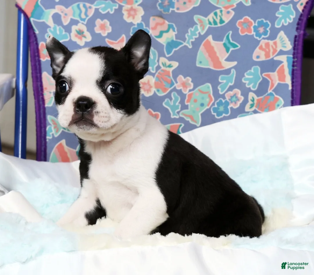 Boston Terrier dogs for sale: Misty - Ad 6