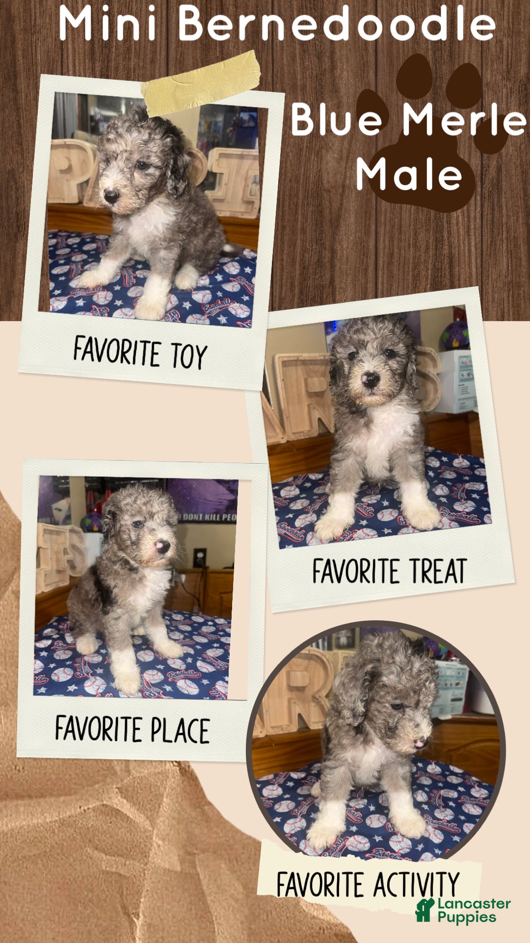 Mini Bernedoodle dogs for sale: Mini Bernedoodle 3 - Ad 3