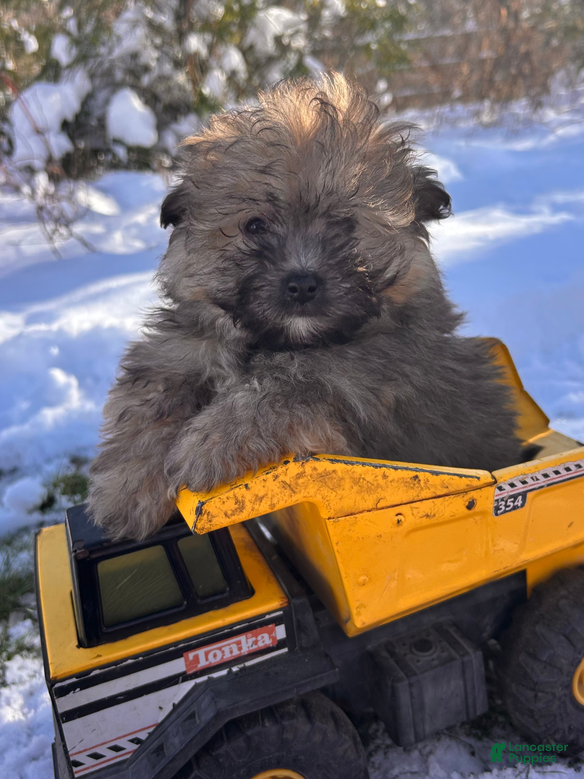 Pomapoo dogs Newton - Ad 8