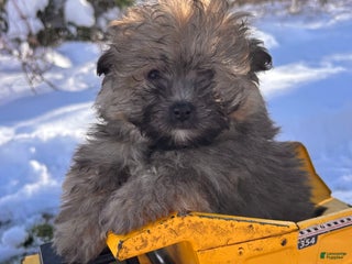 Pomapoo dogs Newton - Ad 7