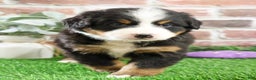 Bernese Mountain Dog dogs for sale: Ornament  - Ad 3
