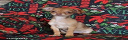 Chihuahua dogs for sale: Lila  - Ad 3