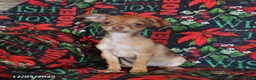 Chihuahua dogs for sale: Lila  - Ad 3