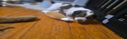 Miniature Dachshund dogs for sale: Grizz - Ad 18