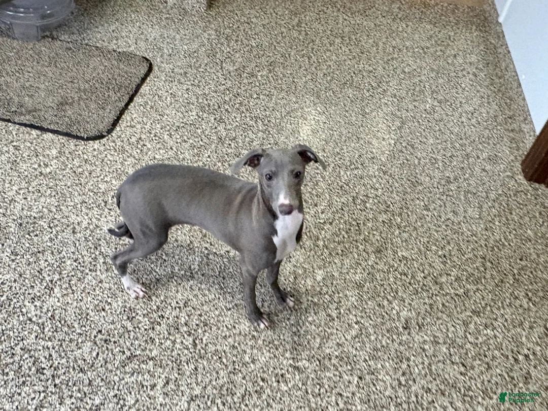 Italian Greyhound dogs for sale: Henry - Ad 7