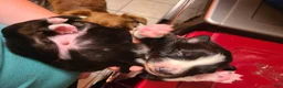 Mixed Breed dogs for sale: Schwarber - Ad 3