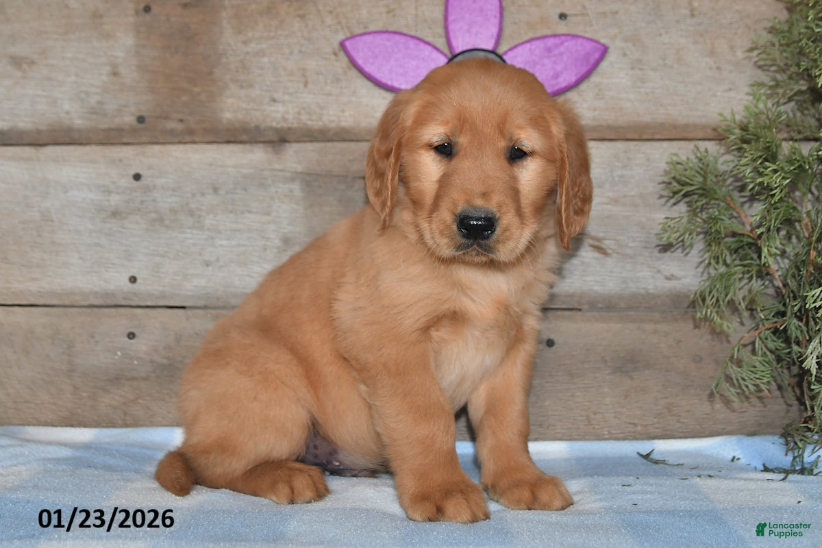 Golden Retriever dogs for sale: Bobby - Ad 3