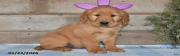 Golden Retriever dogs for sale: Bobby - Ad 1