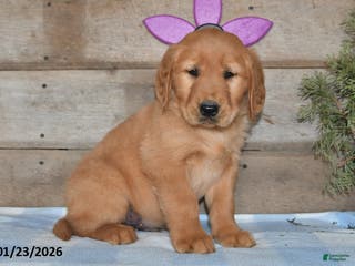Golden Retriever dogs for sale: Bobby - Ad 3