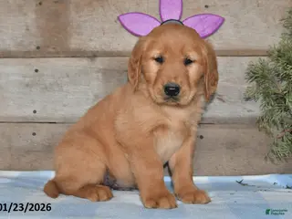 Golden Retriever dogs Bobby - Ad 40