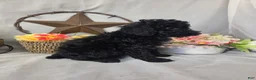 Miniature Poodle dogs for sale: Dax - Ad 4