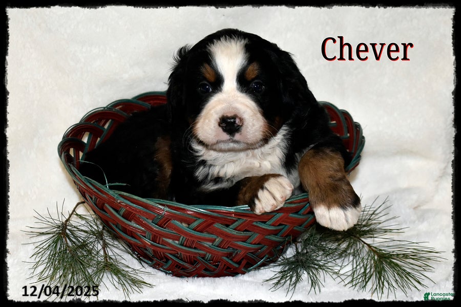 Bernese Mountain Dog dogs Chever - Ad 12