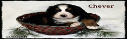 Bernese Mountain Dog dogs for sale: Chever - Ad 1