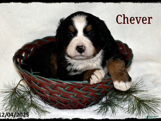 Bernese Mountain Dog dogs Chever - Ad 38