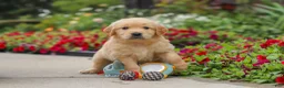 Golden Retriever dogs for sale: Banjo - Ad 11