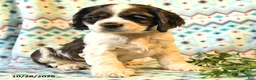 Cocker Spaniel dogs for sale: Toby - Ad 2