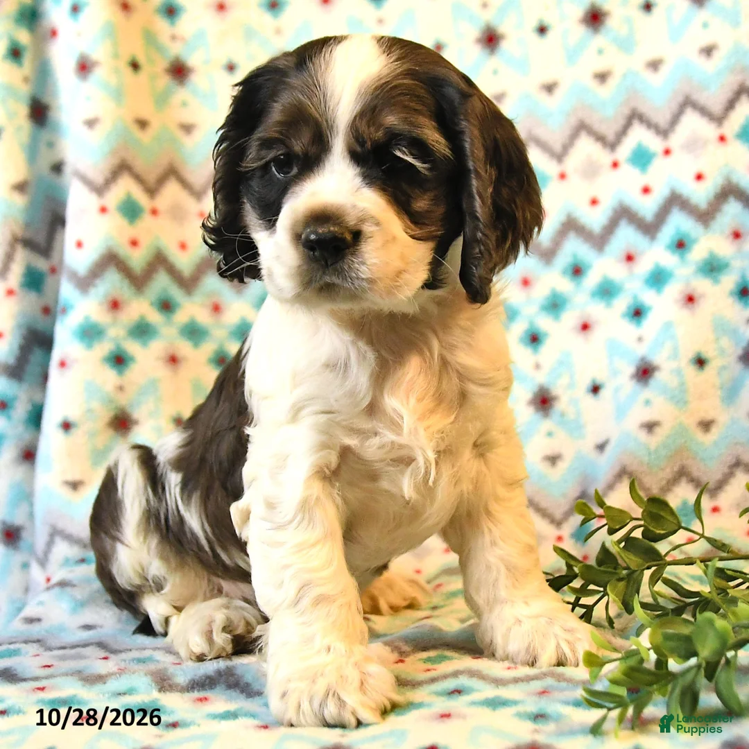 Cocker Spaniel dogs for sale: Toby - Ad 2